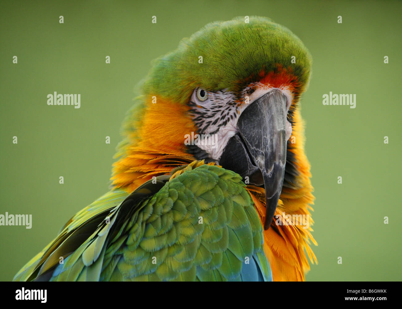 Hybrid Macaw Stock Photo