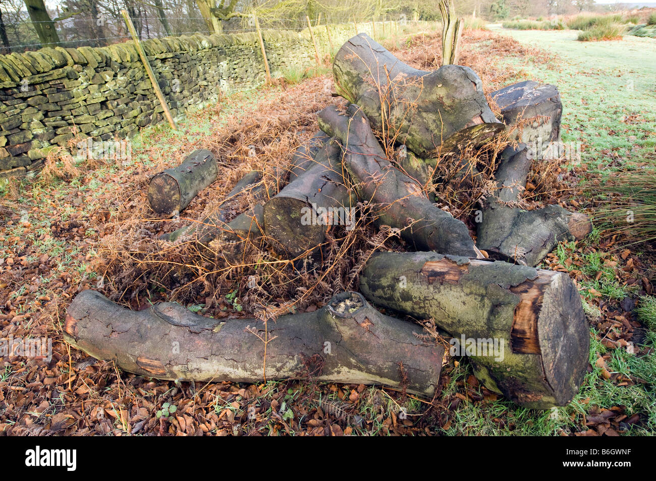 Pile of sawn logs left for wildlife from a felled tree Stock Photo