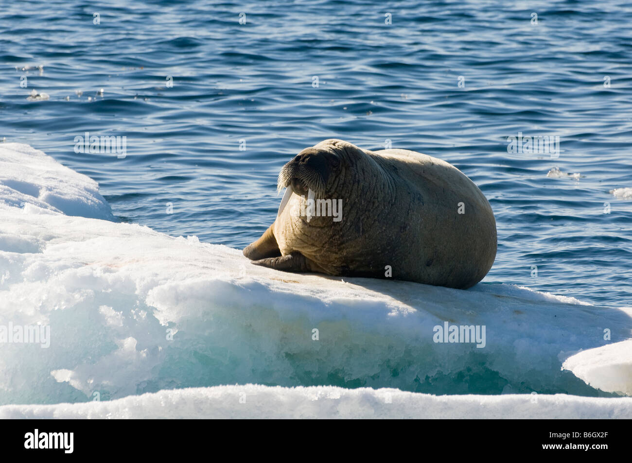 Walrus Stock Photo