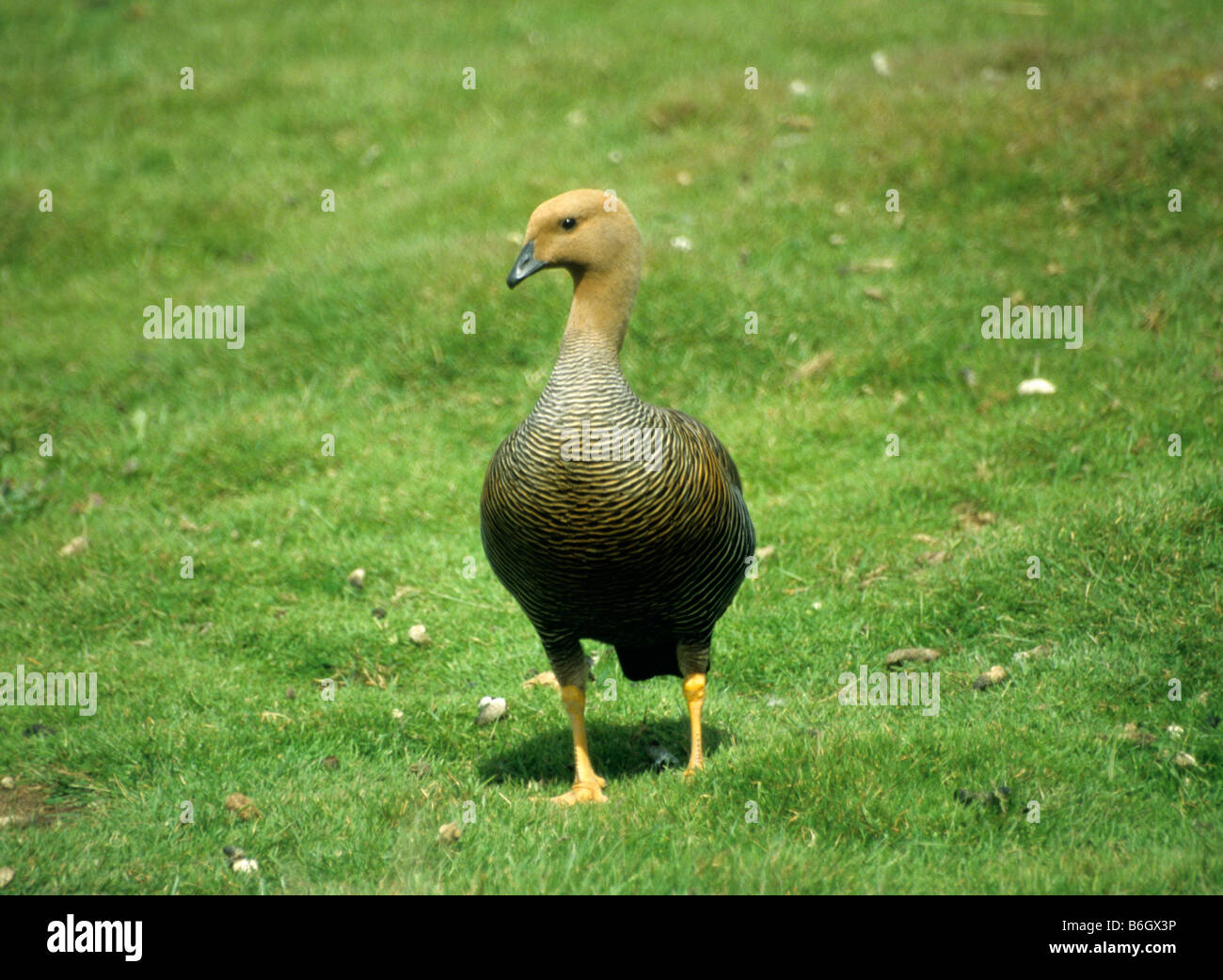 Female Magellan Goose (Chloephaga Picta) Stock Photo