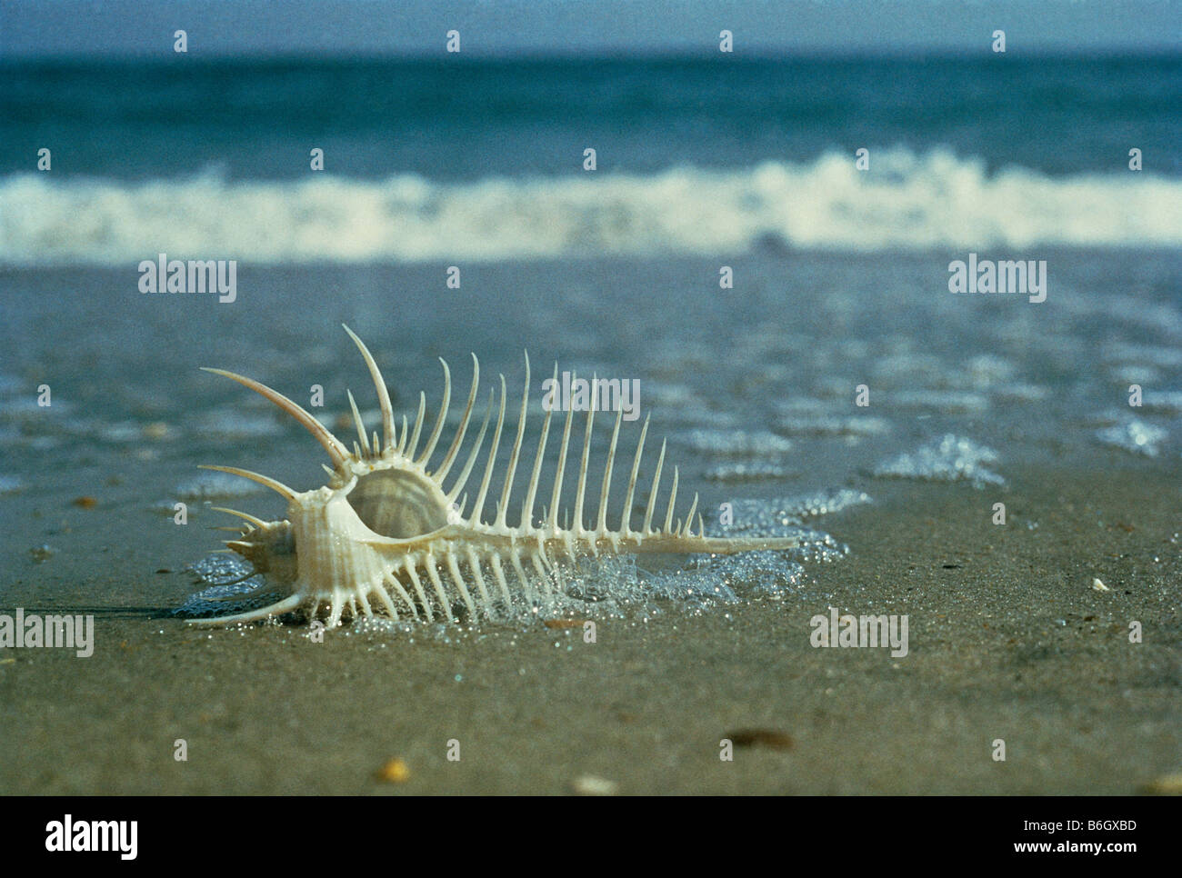 Murex pectin, Venus comb shell, The beach comber's treasure, Philippines Stock Photo