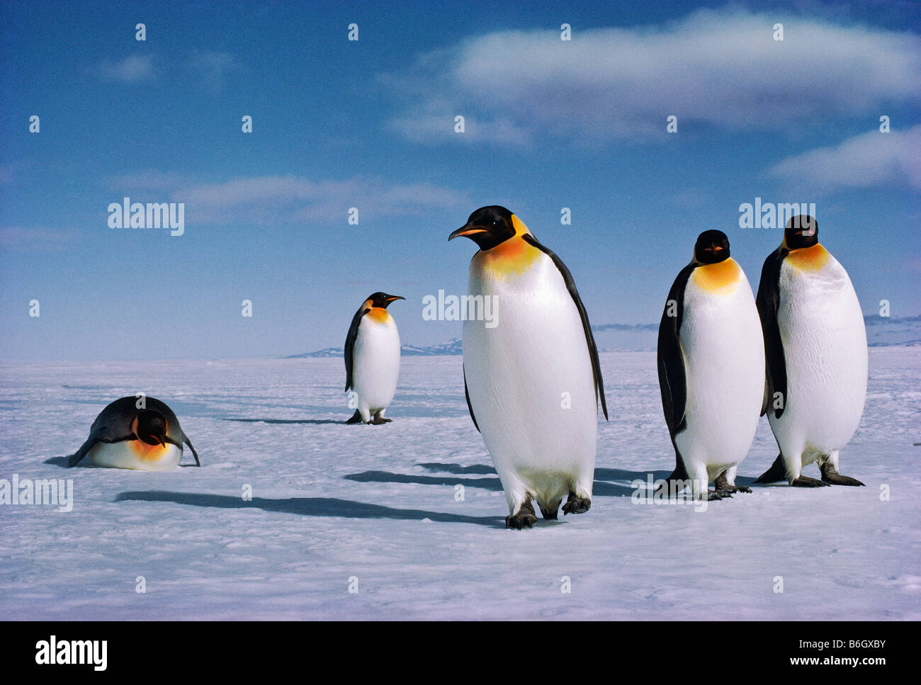 With Dignified Strides towards open water to feed on Euphausiid shrimp, Aptenodytes forsteri, Emperor Penguins, Ross Ice Shelf, Stock Photo