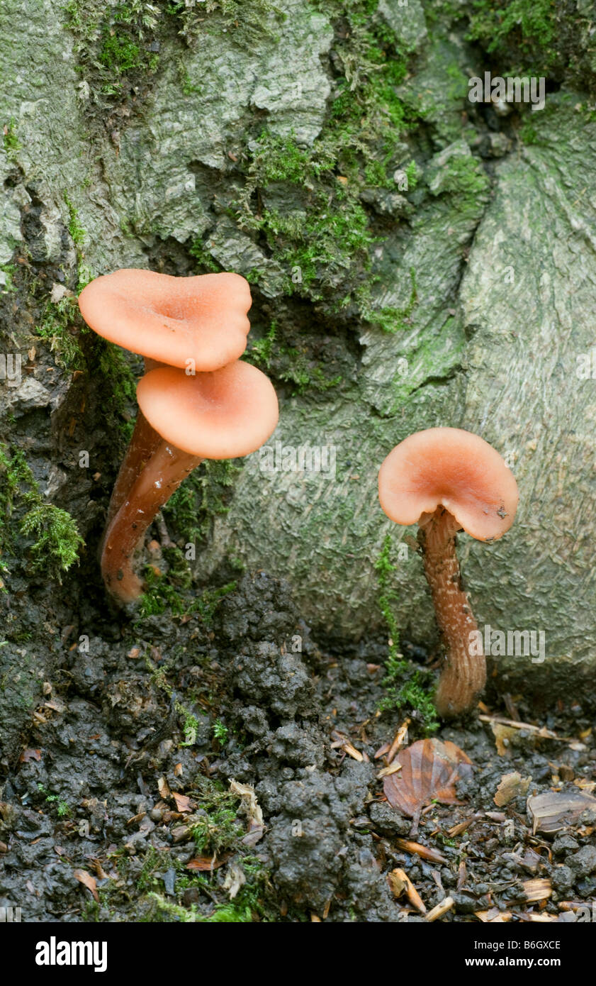 The Deceiver Laccaria laccata fungi fruiting bodies growing a the base of a Beech tree Stock Photo