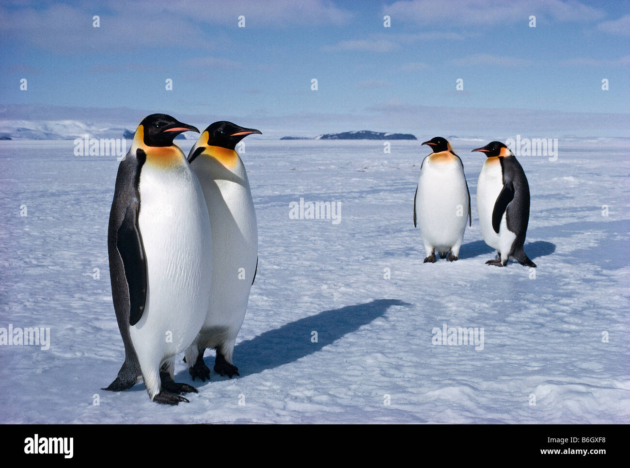 Emperor penguin egg hi-res stock photography and images - Alamy