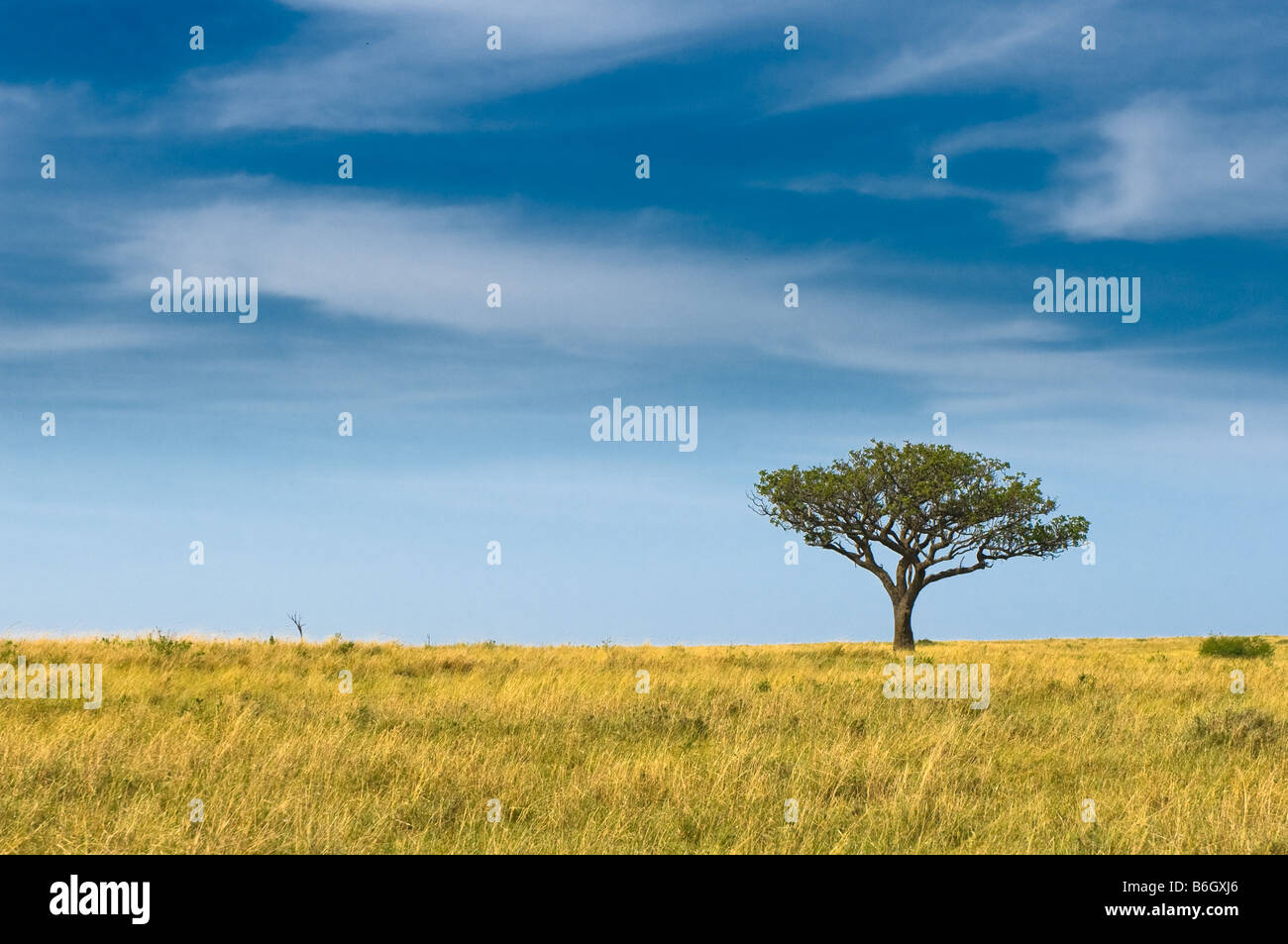 countryside landscape tree standing in the field Stock Photo
