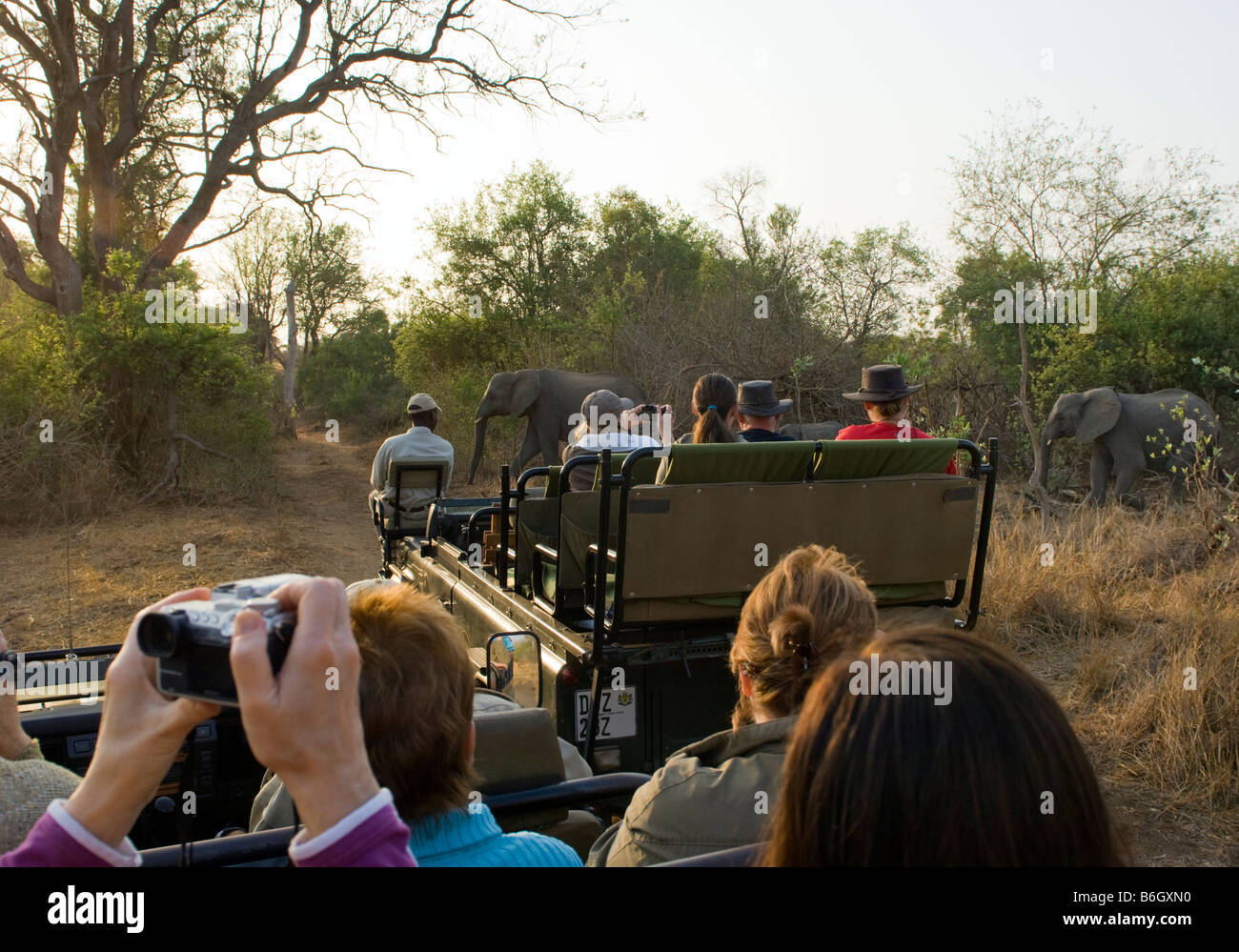 Game drive adventure South-Africa jeep vehicle people SAFARI car bus minibus south-africa elefant crossing animal wild game driv Stock Photo