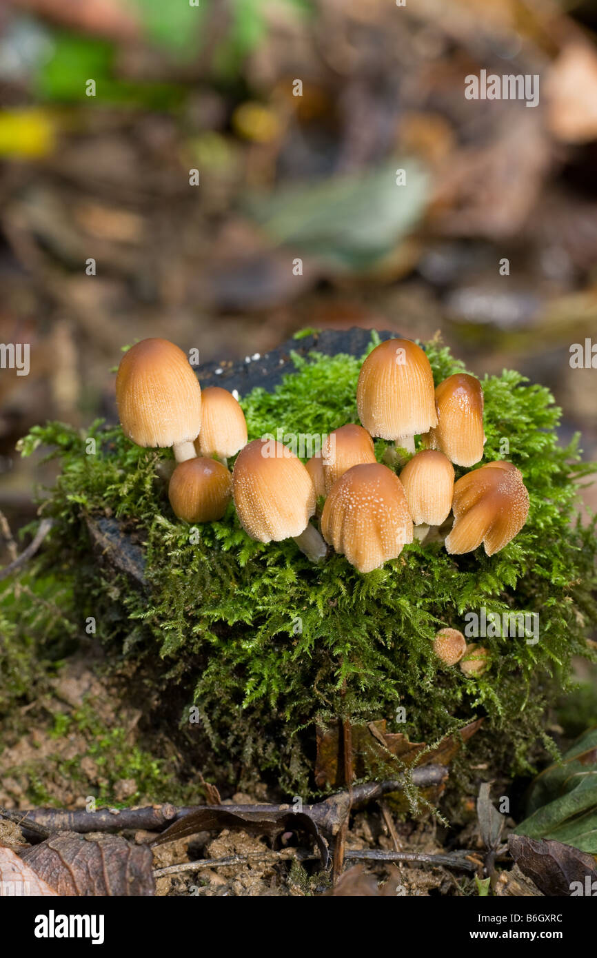 Glistening Inkcap Coprinus micaceus fungi fruiting bodies growing on a moss covered tree stump Stock Photo