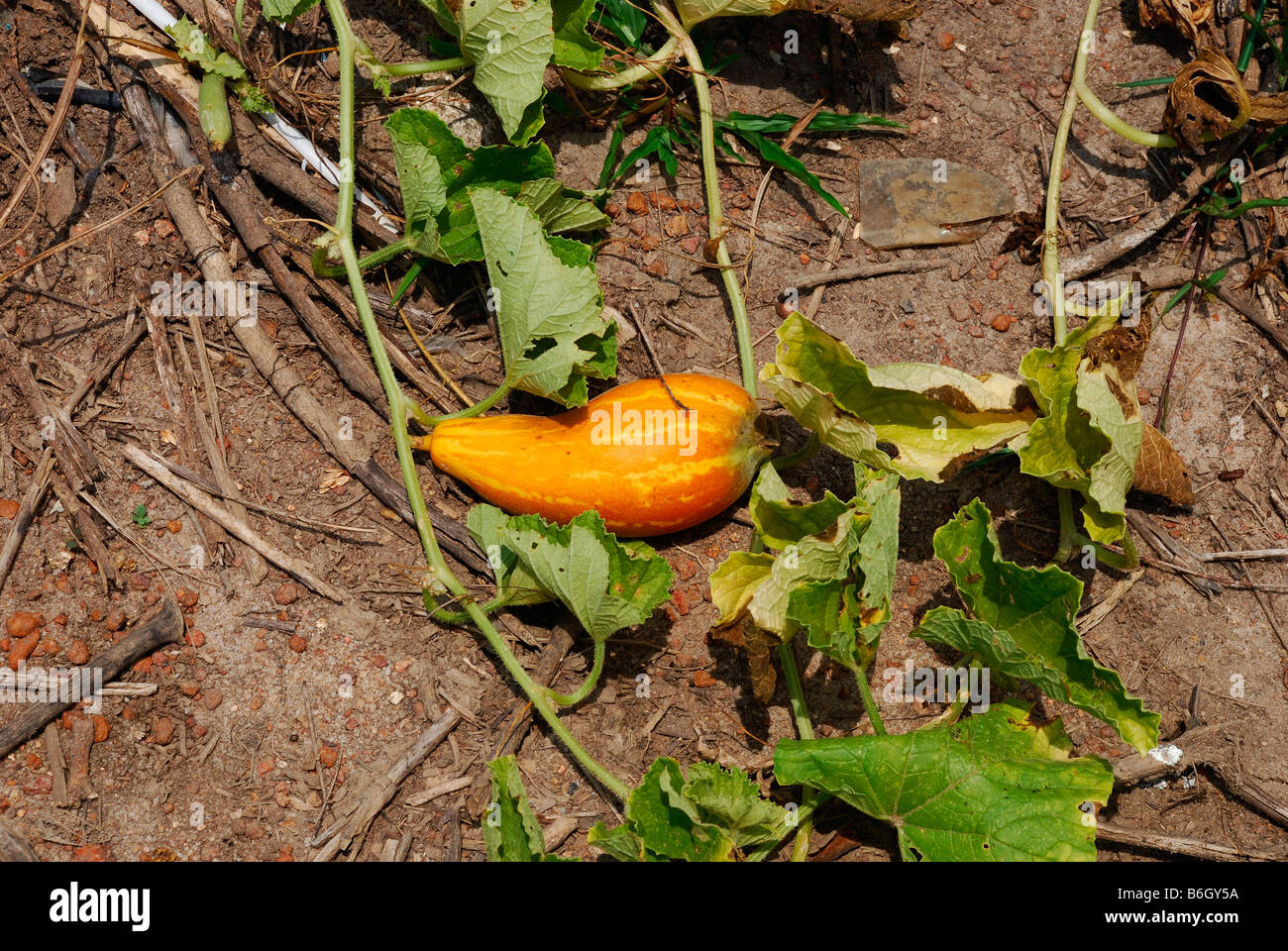A pumpkin Stock Photo
