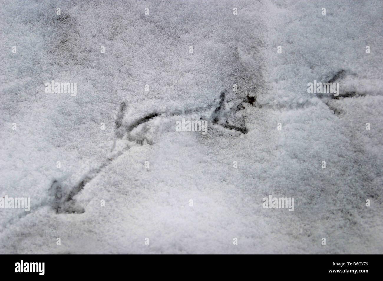 Snowprints hires stock photography and images Alamy