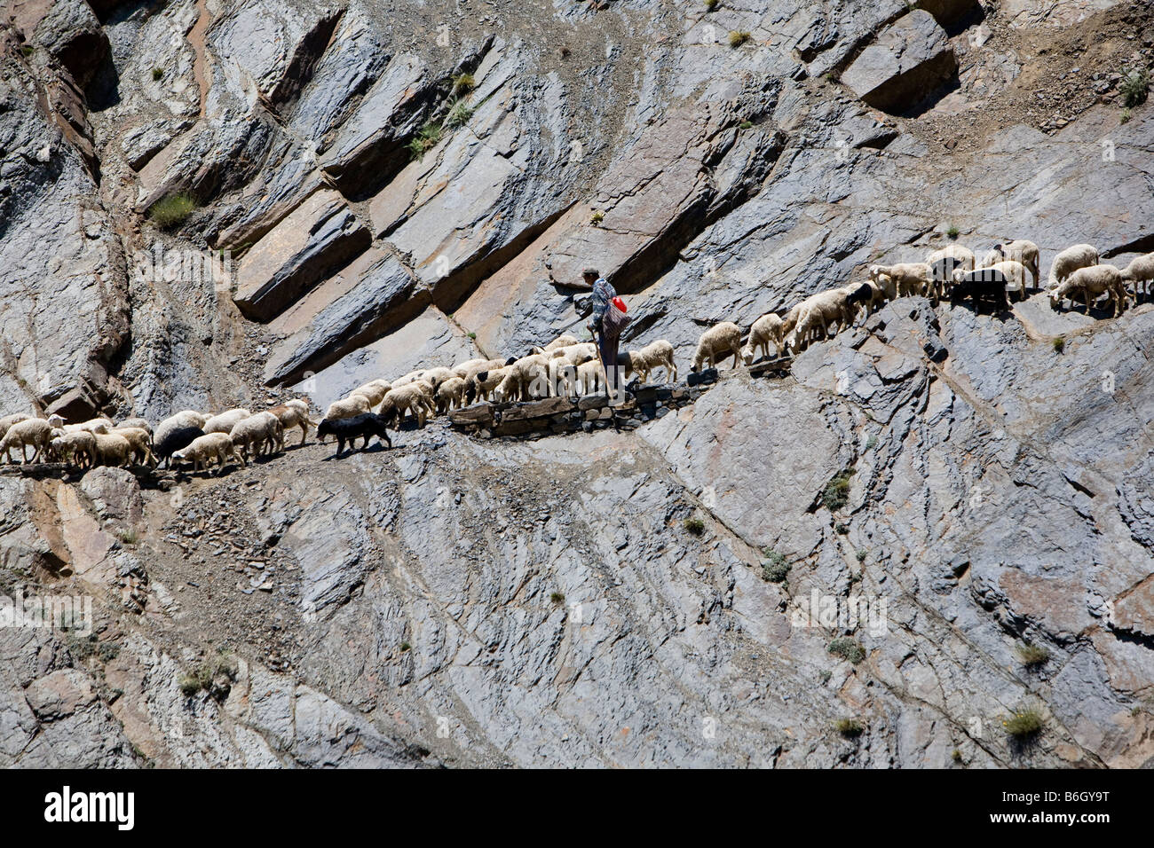 A sheep herder guides his flock across a trail on steep rock face near the Tizi n Tichka Pass of Morocco. Stock Photo