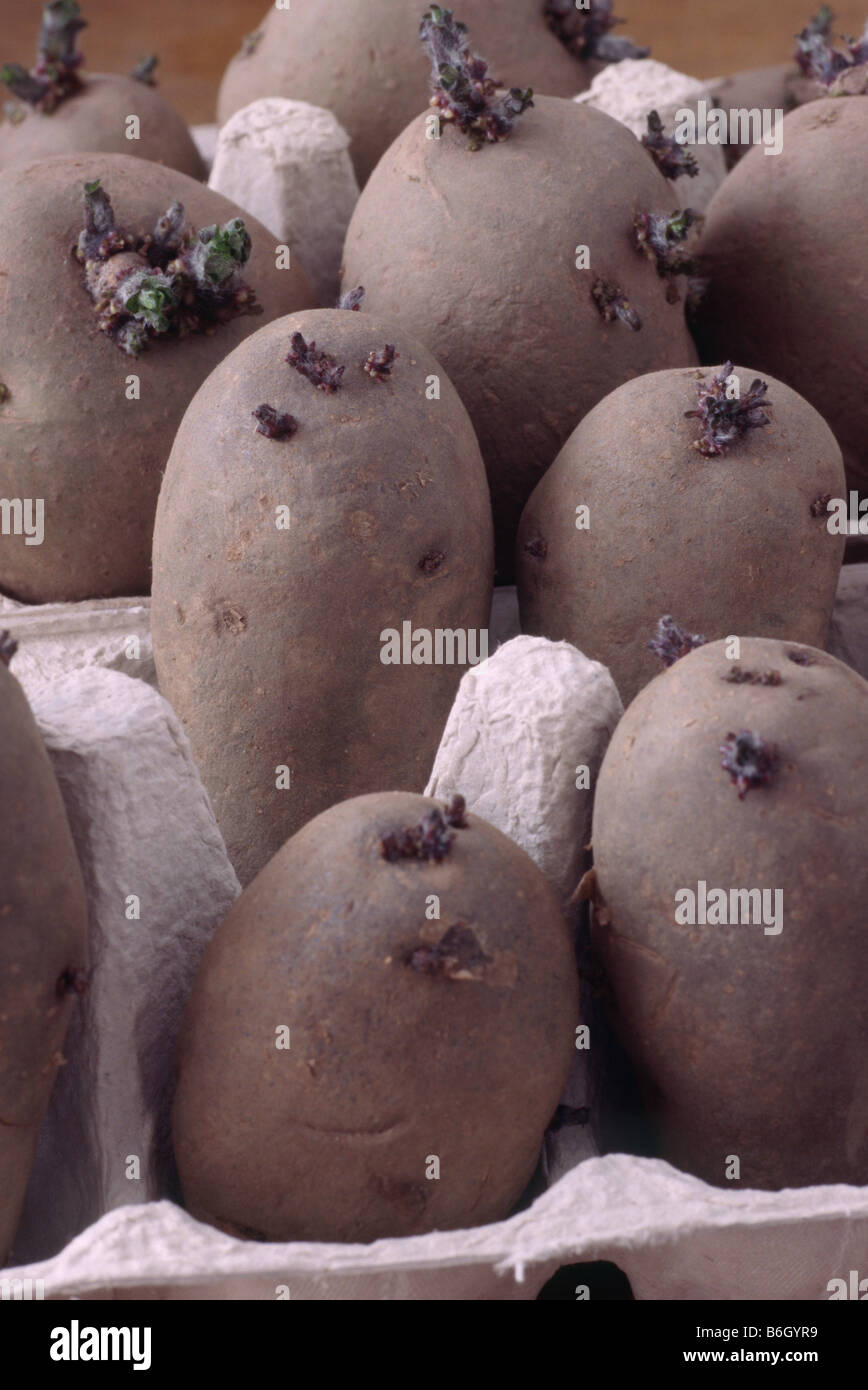 Solanum tuberosum Assorted varieties set out in egg boxes for chitting. Stock Photo