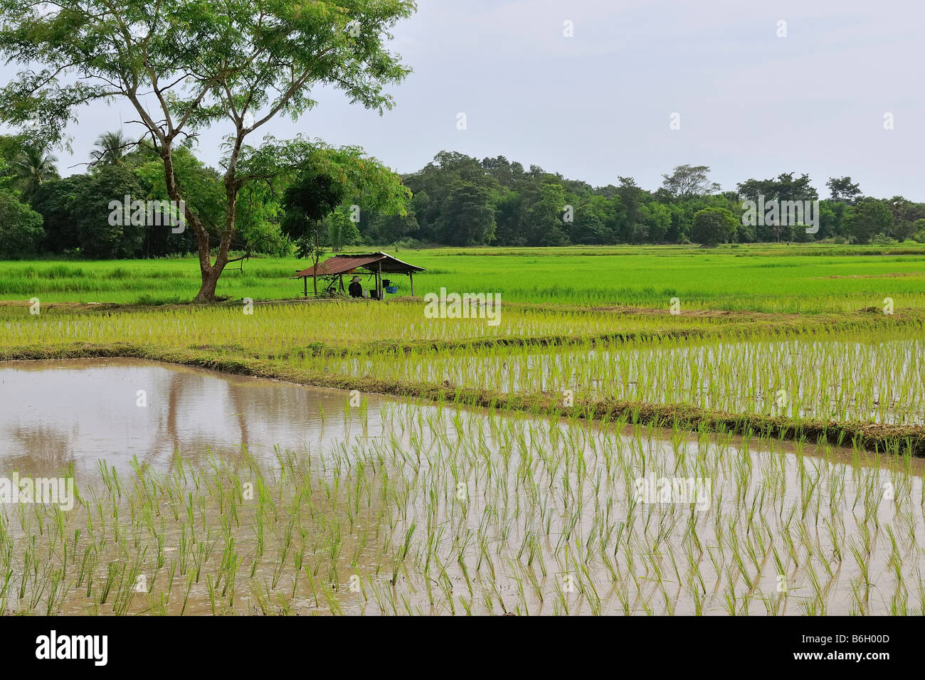 Rice fields near Khao Yai national park in Thailand Stock Photo