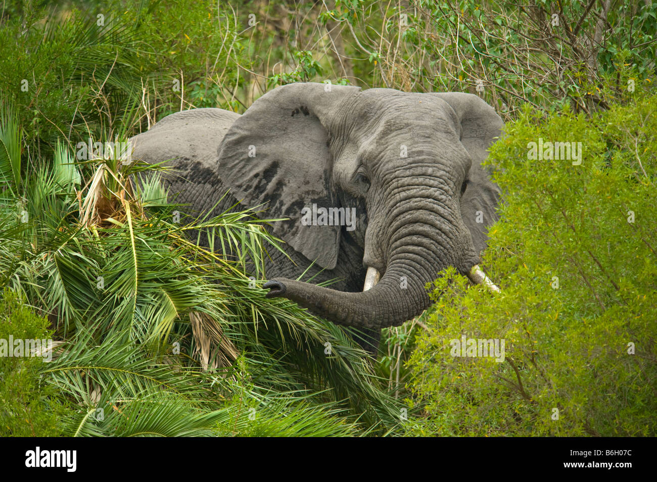 Elephant eating tree hires stock photography and images Alamy