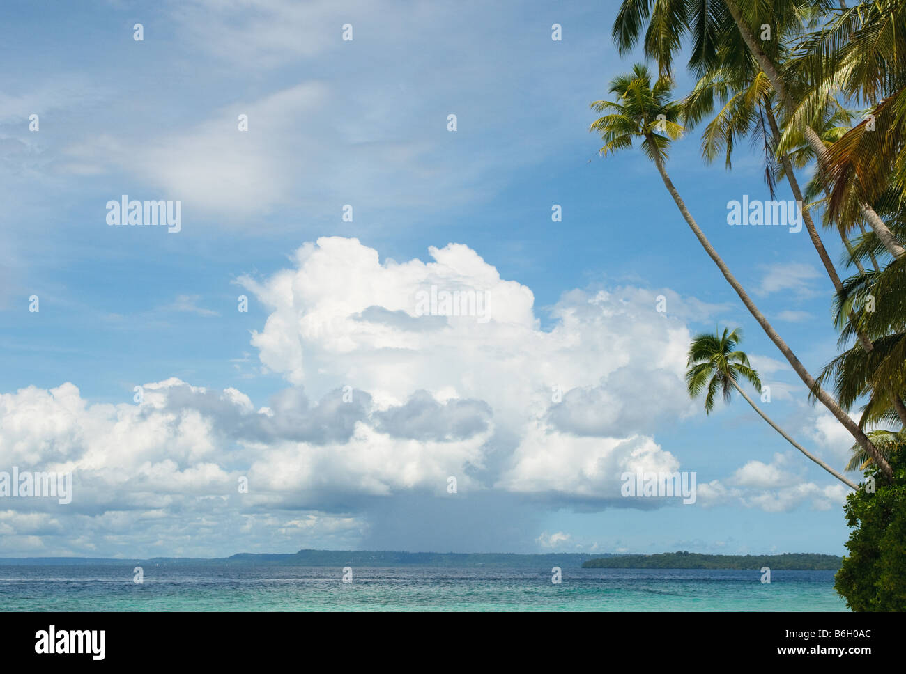 background of sea sky and palm trees Stock Photo - Alamy