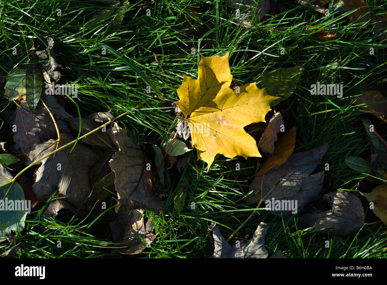 Sycamore Leaf Leaves High Resolution Stock Photography and Images - Alamy