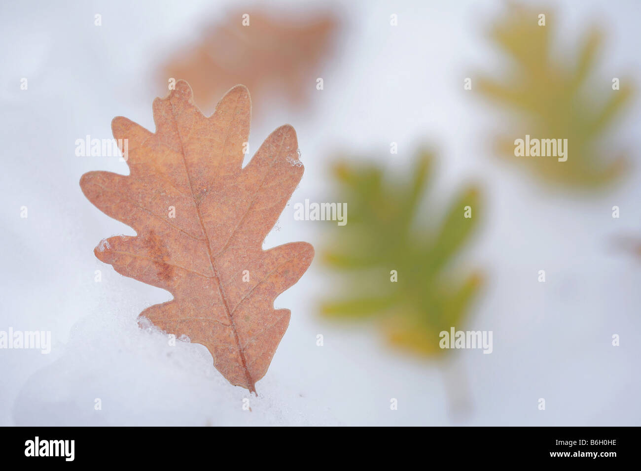 oak leaves on snow Stock Photo