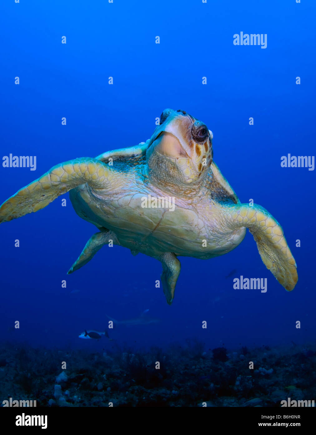 Loggerhead Sea Turtle Caretta caretta in Palm Beach County FL Stock Photo