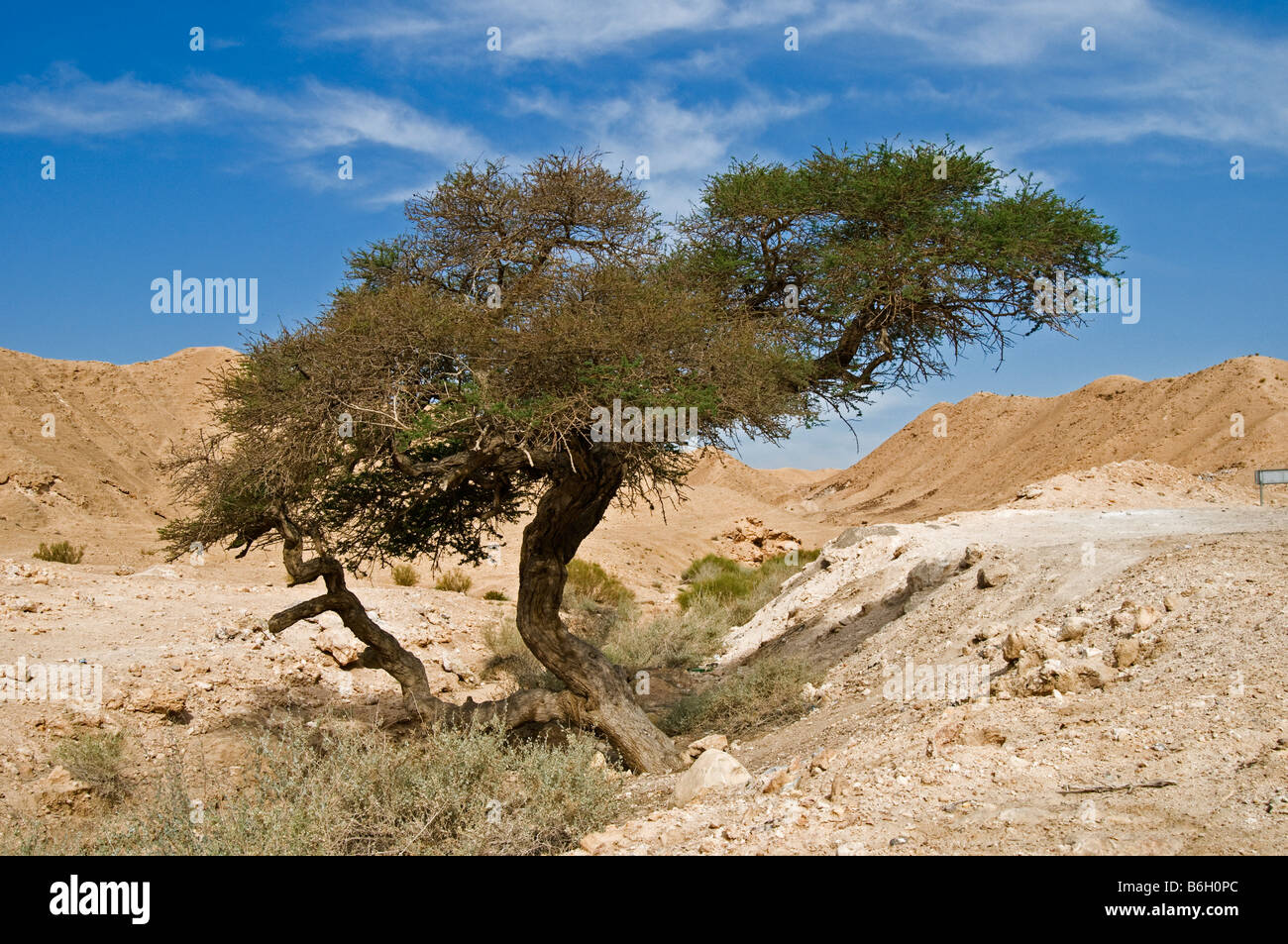 Lonely tree in Judea Desert,Israel,Asia Stock Photo Alamy