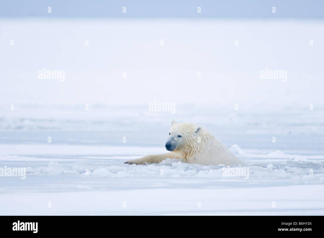 polar bear Ursus maritimus cub plays vigorously in and around newly forming slushy pack ice along the coast 1002 ANWR Kaktovik Barter Island Alaska Stock Photo