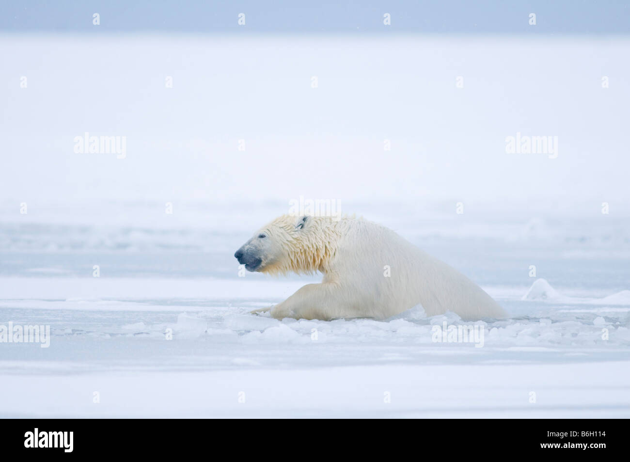 polar bear Ursus maritimus cub plays vigorously in and around newly forming slushy pack ice along the coast 1002 ANWR Kaktovik Barter Island Alaska Stock Photo