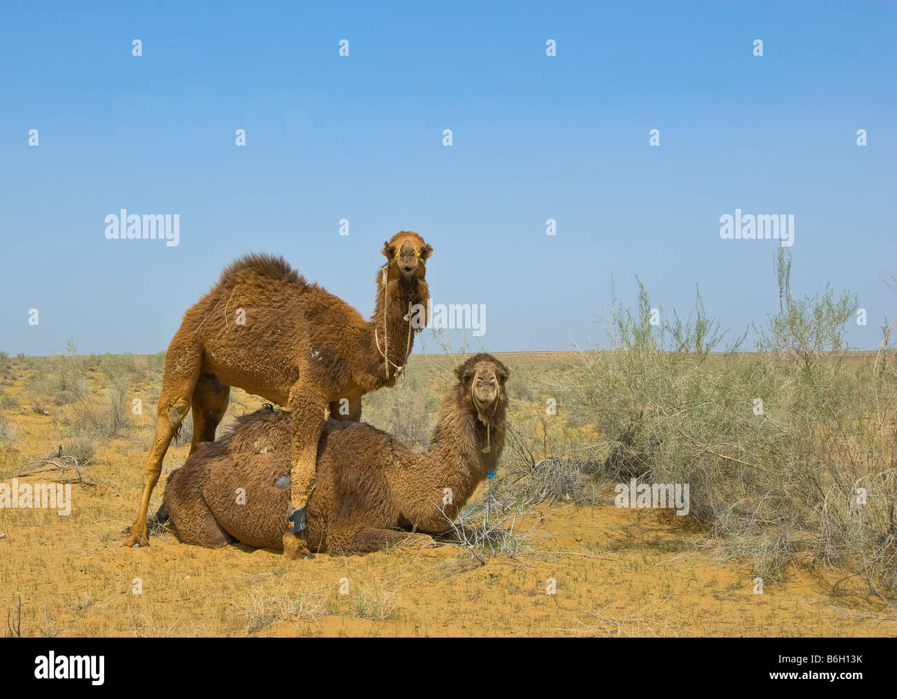 Two camels in the desert Stock Photo