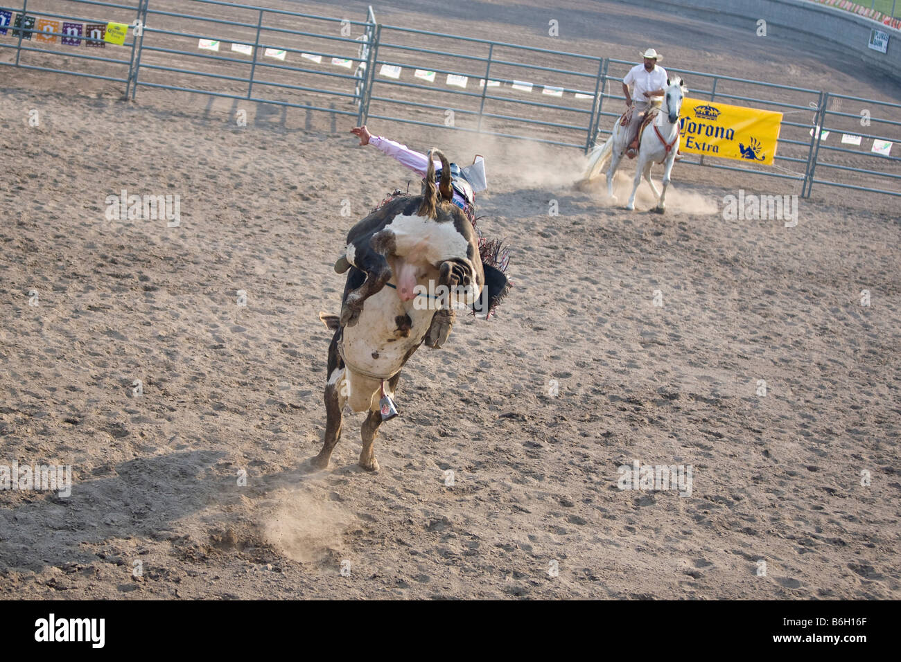 cowboy riding bucking bull Stock Photo Alamy