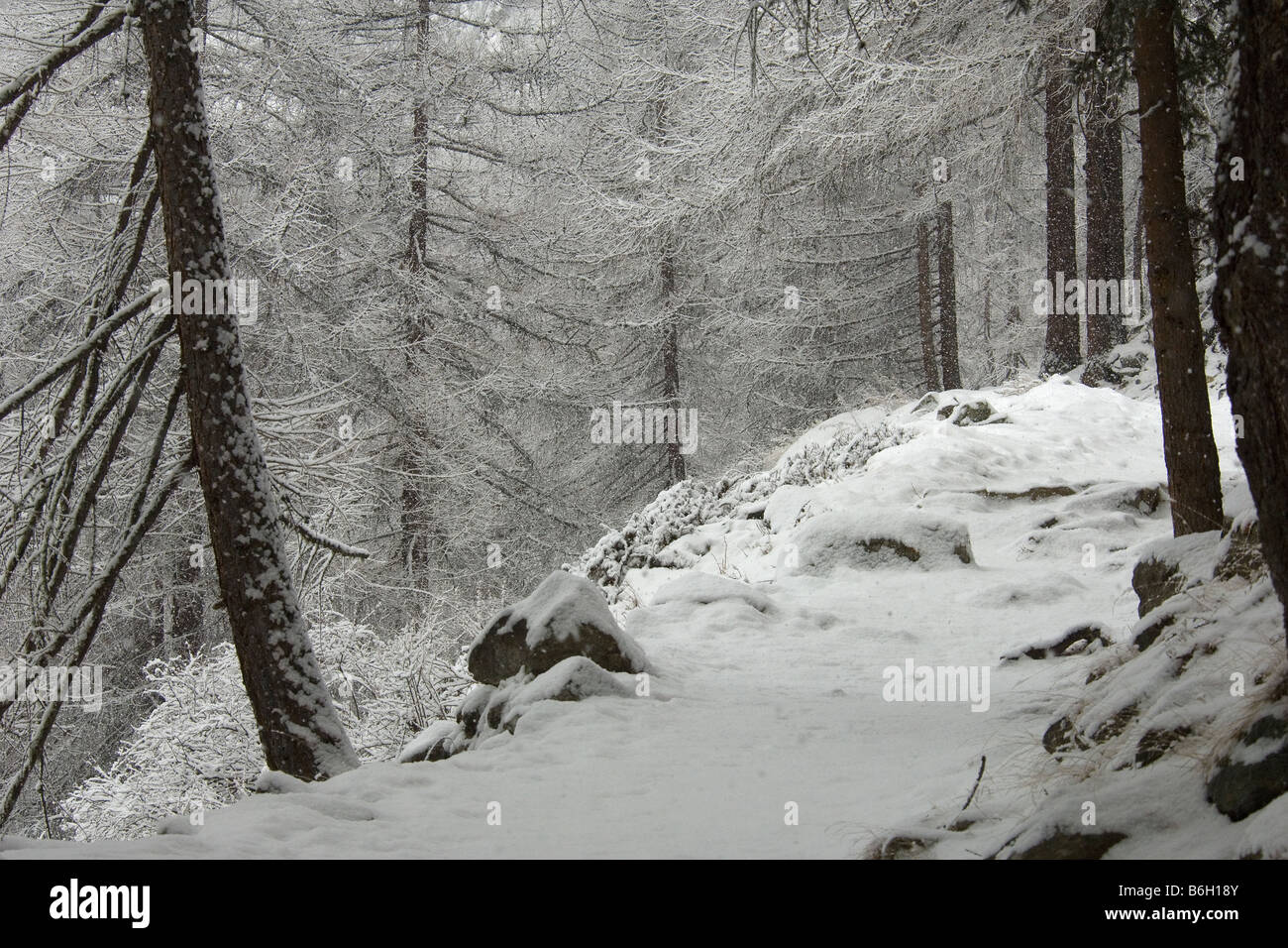 snow snowfall snowflakes mountain trees nevicata fiocchi di neve neve montagna Valnoney Cogne Parco Nazionale Gran Paradiso Vall Stock Photo