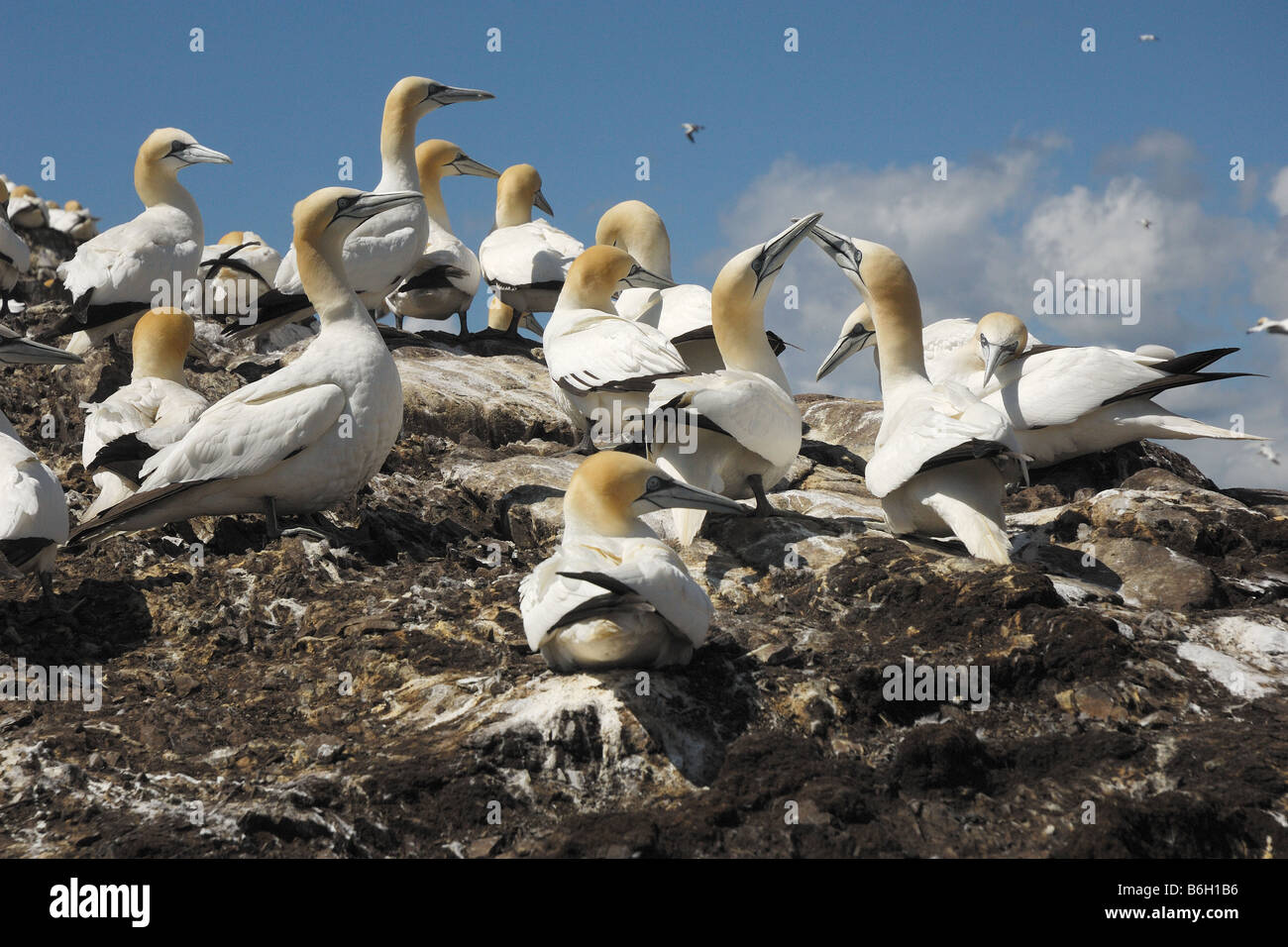 sula Sula bassana courtship corteggiamento bobby gannet flight pelicaniformi bird uccelli cliff scogliera Bass Rock Edimburgh Ed Stock Photo