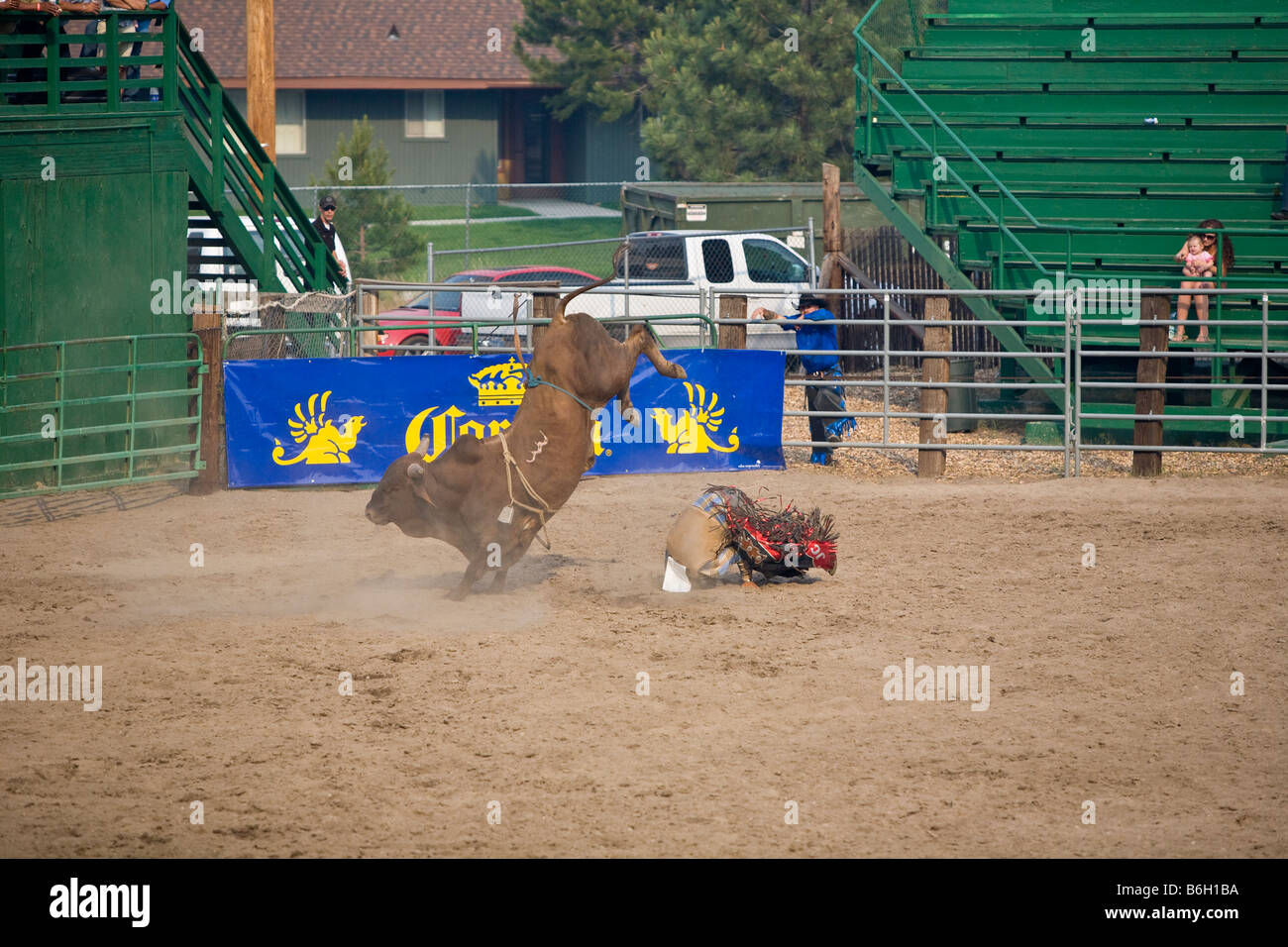 Cowboy flung off bucking bull Stock Photo Alamy