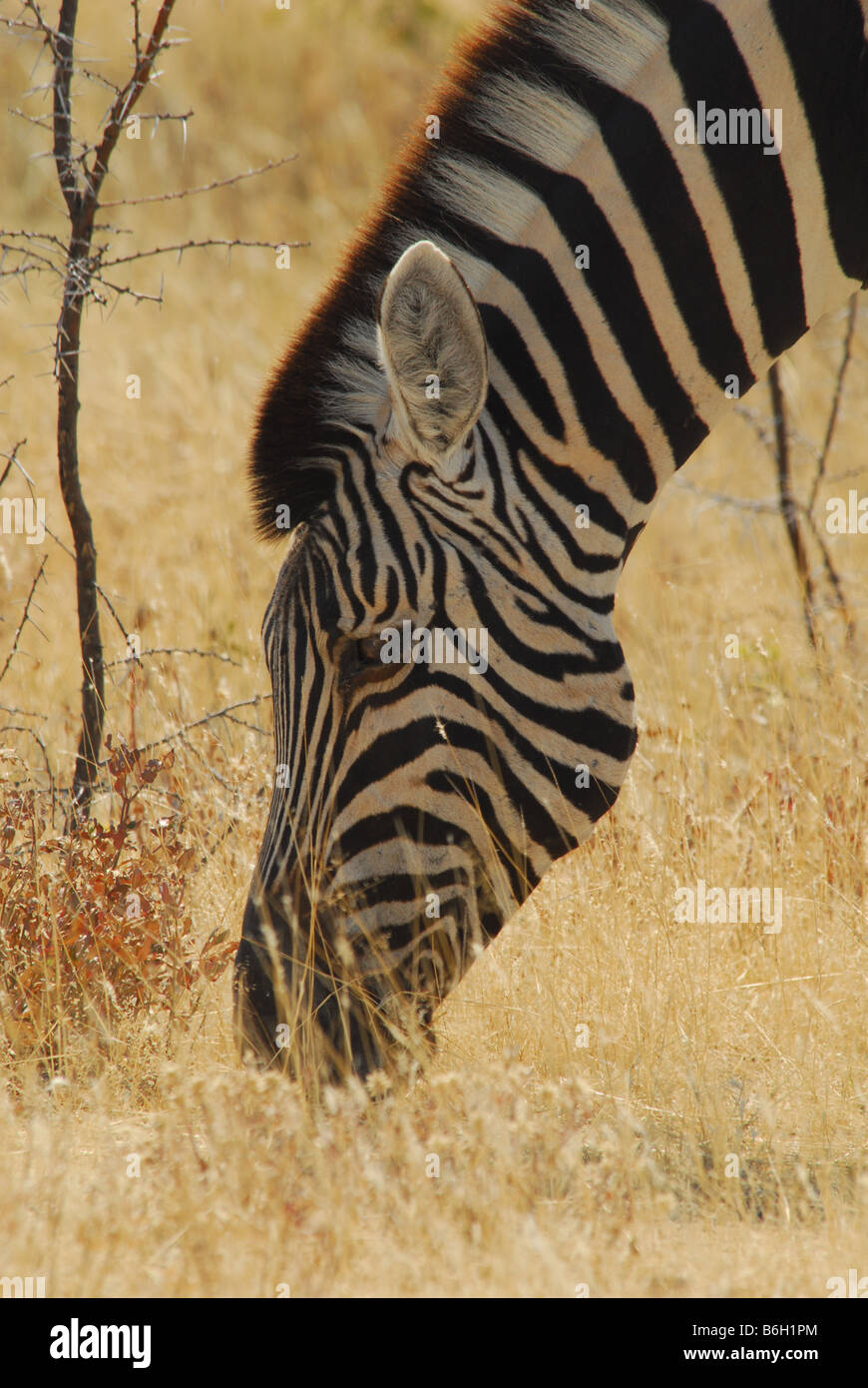 Zebra in Etosha National Park Namibia Stock Photo - Alamy