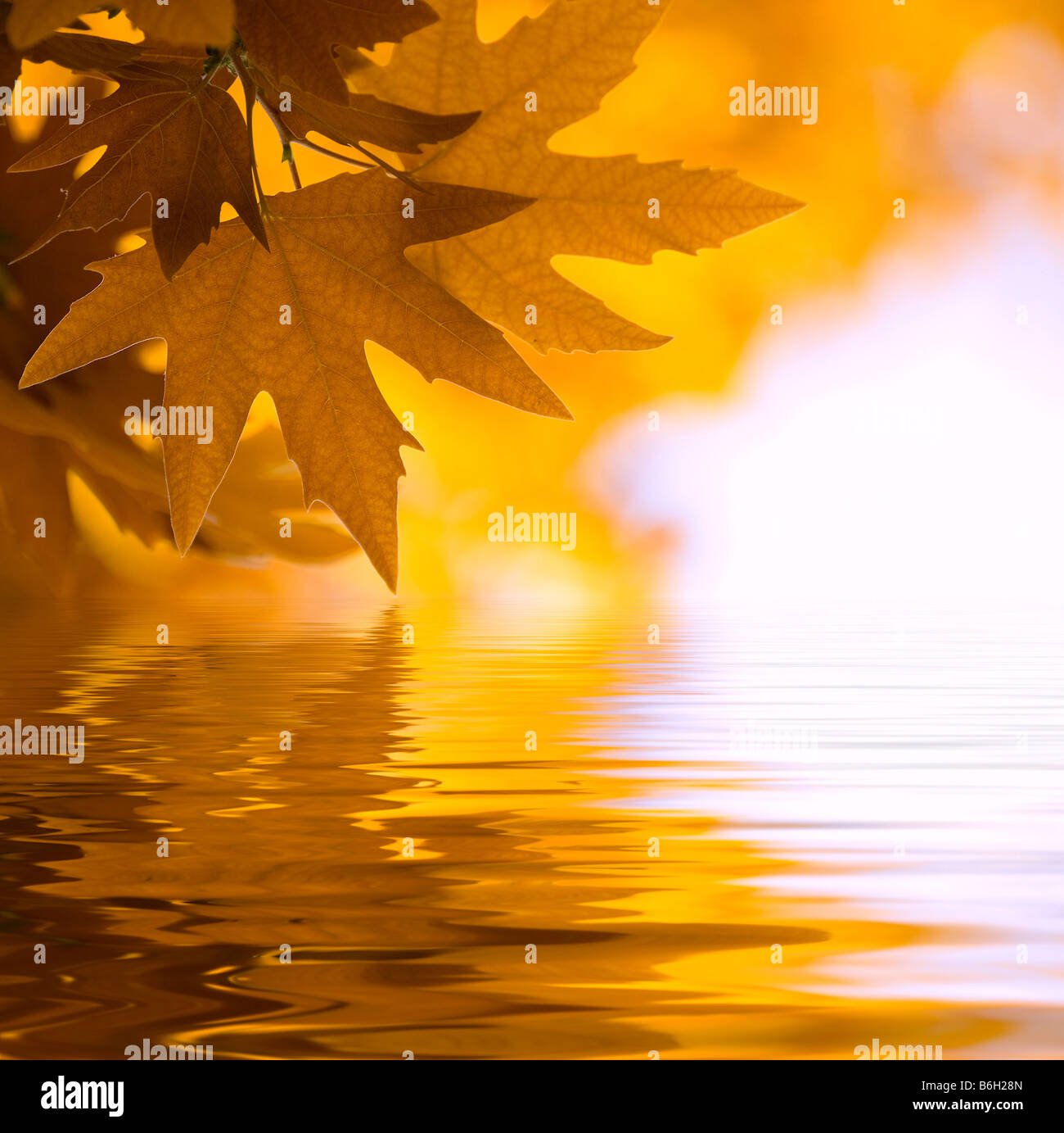 Leaves in focus water hi-res stock photography and images - Alamy