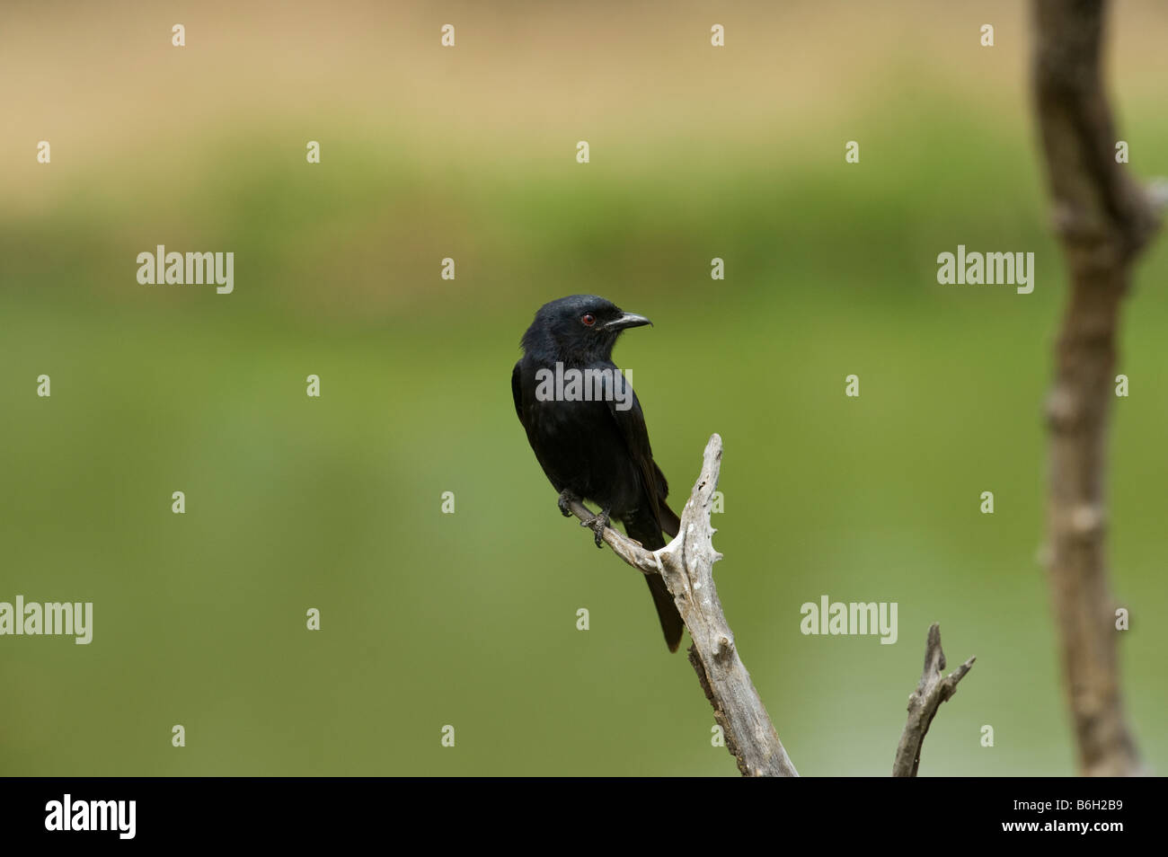 Fork-tailed Fork tailed  drongo Dicrurus adsimilis Common Drongo African Drongo Savanna Drongo Perched on branch tree wild wildl Stock Photo