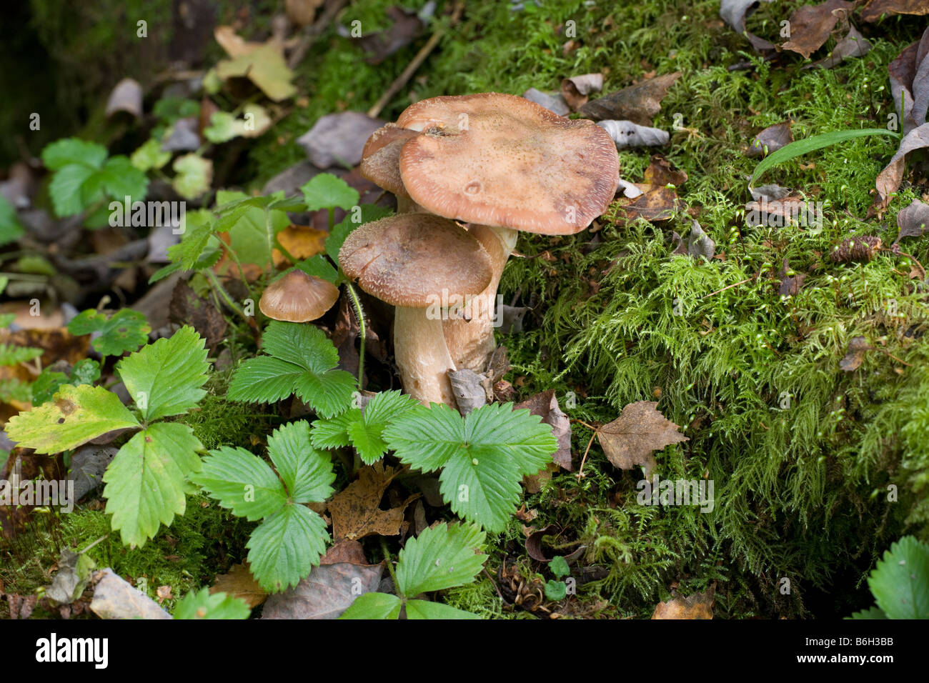 Honey (Bootlace) Fungi Armillaria mellea fruiting bodies growing on a dead mossy tree stump Stock Photo