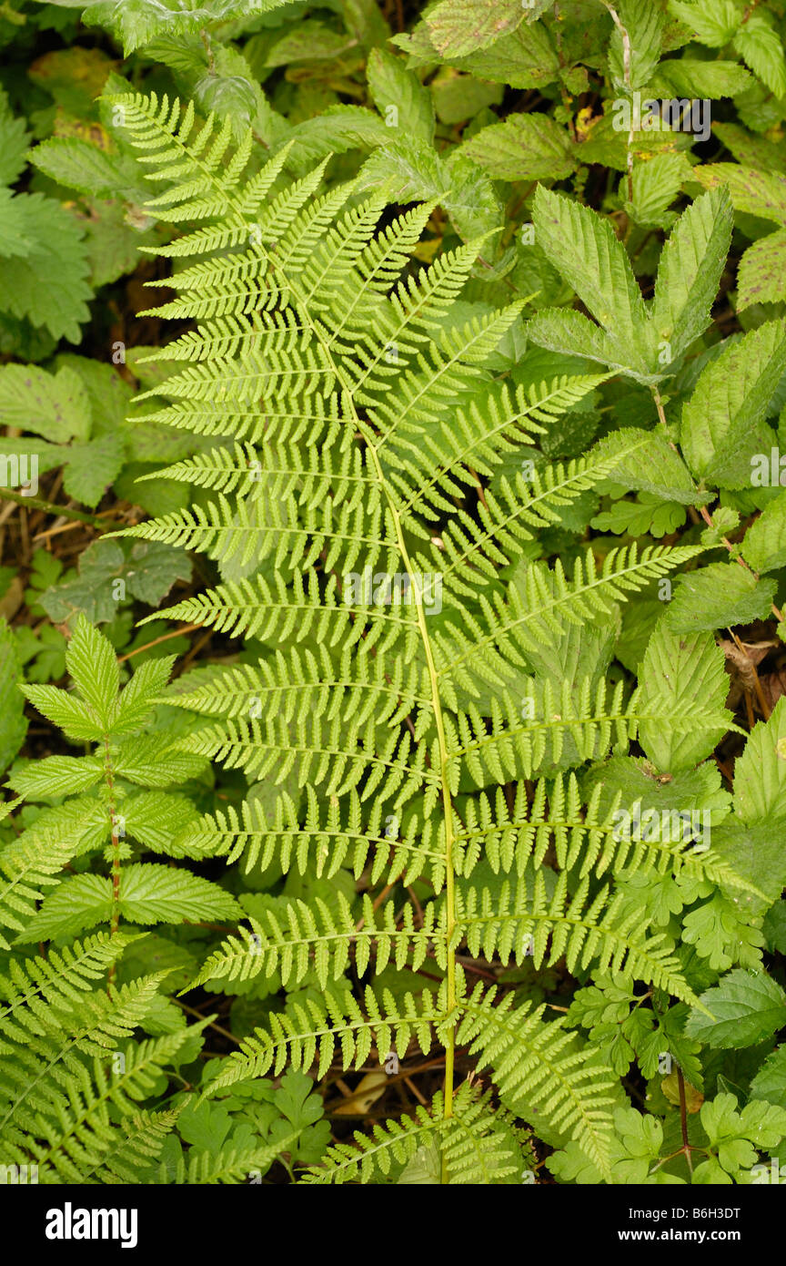 Lady fern, athyrium filix-femina Stock Photo