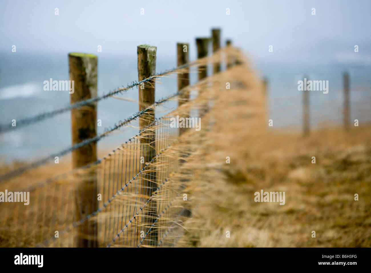 Grass caught on a fence by Stormy weather on the Rhins of Galloway at Corsewall Point Scotland UK Stock Photo