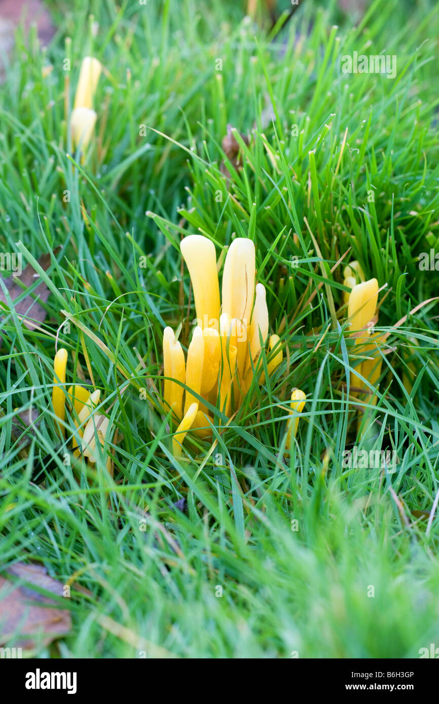 Golden Spindles Clavulinpsis fusiformis fungi fruiting bodies growing in grassland Stock Photo