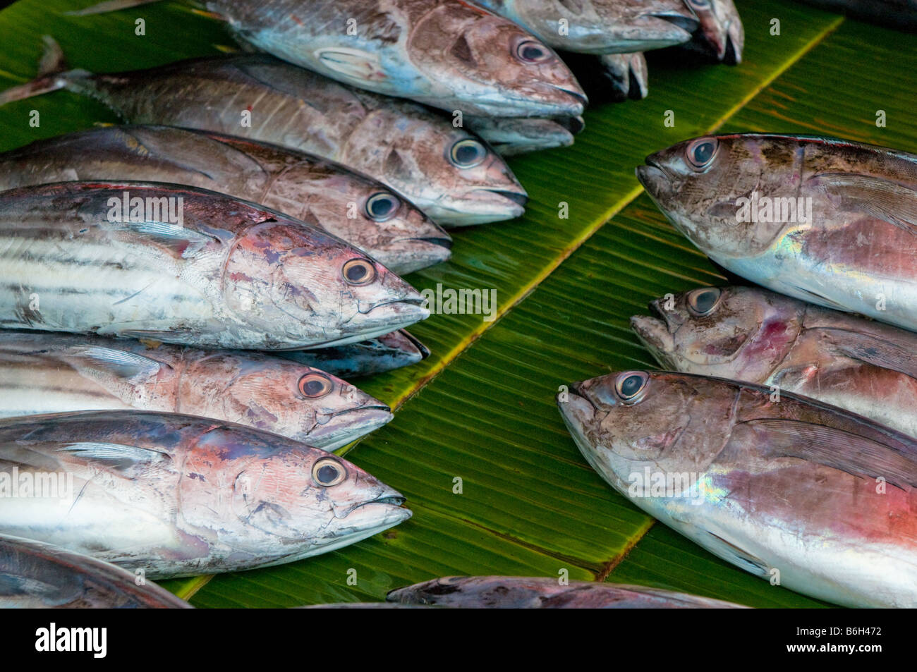 fresh fish at a fish market Stock Photo Alamy