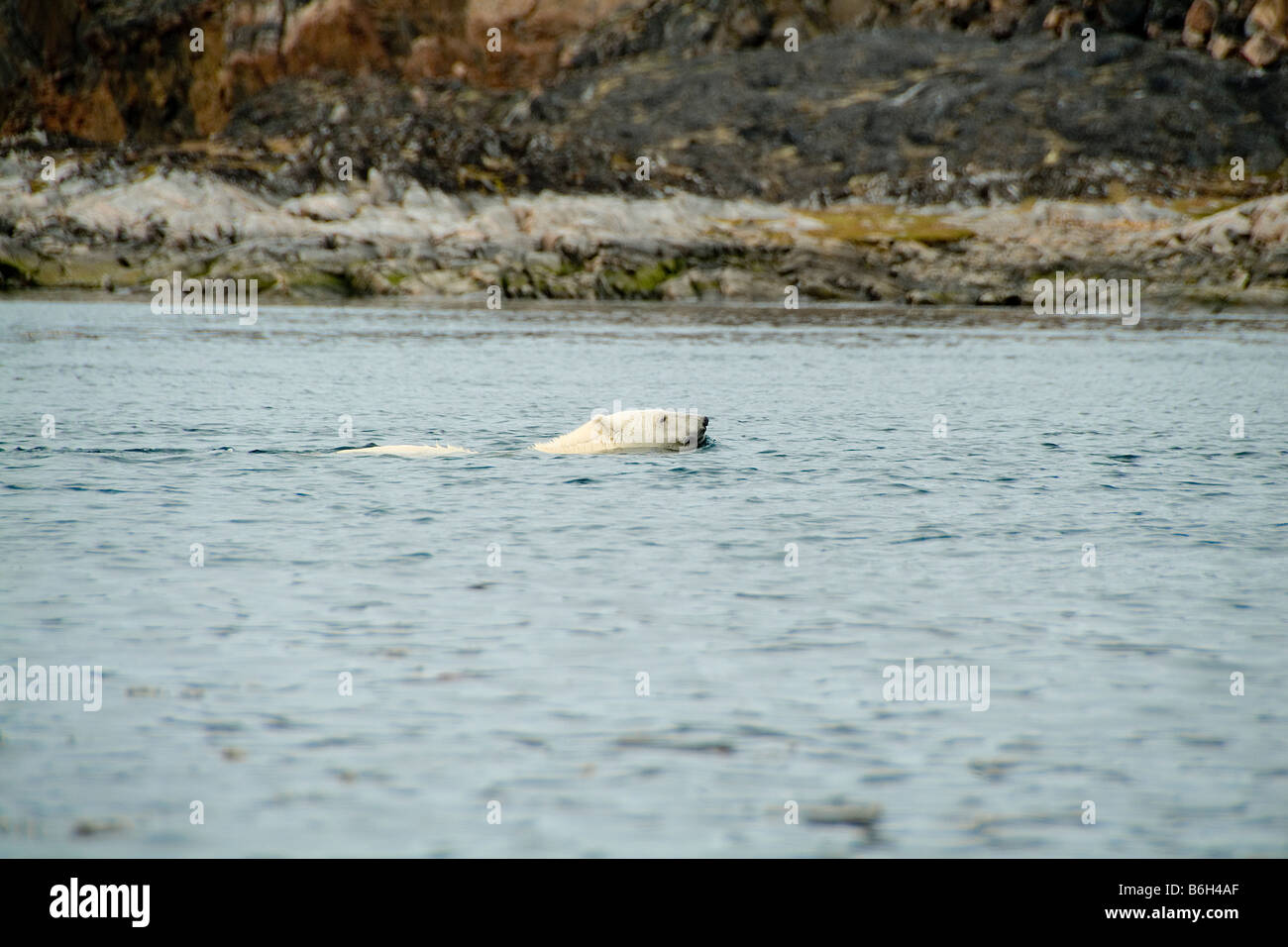 Polar Bear, Labrador, Canada Stock Photo