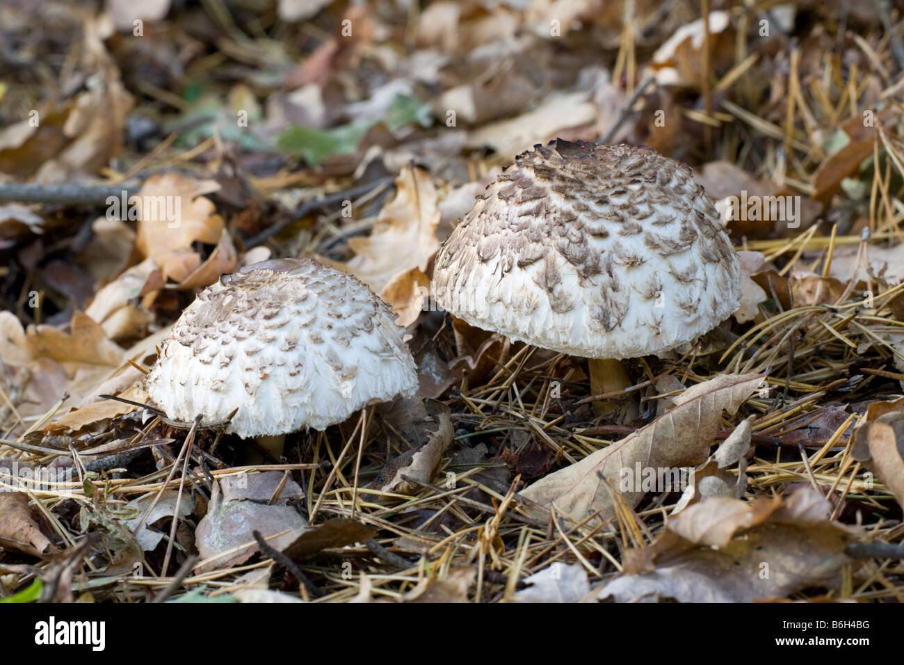 Shaggy Parasol Mushroom Lepiota rhacodes fruiting bodies growing in woodland  leaf litter Stock Photo