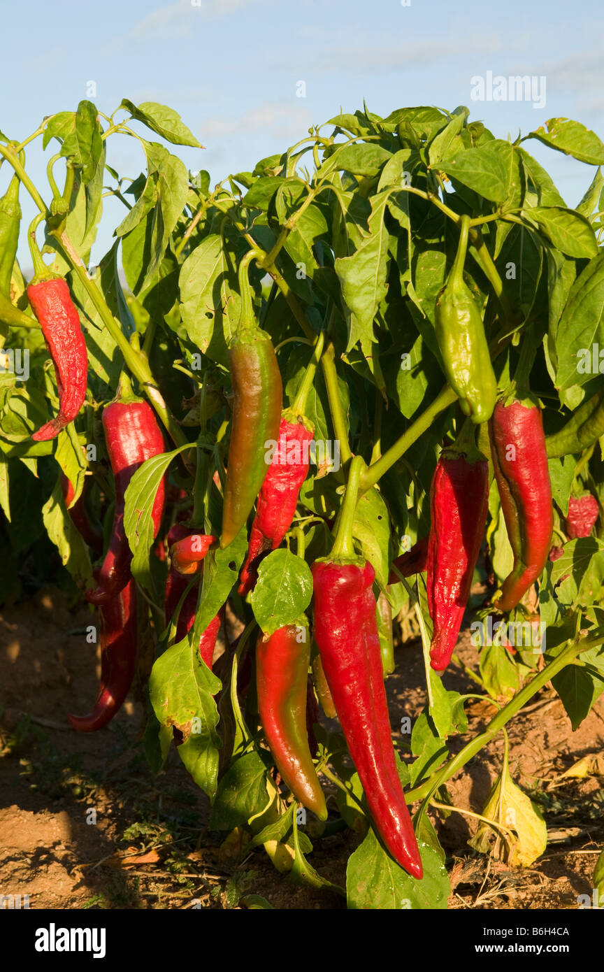 Chiliancho variety of red chili peppers Stock Photo
