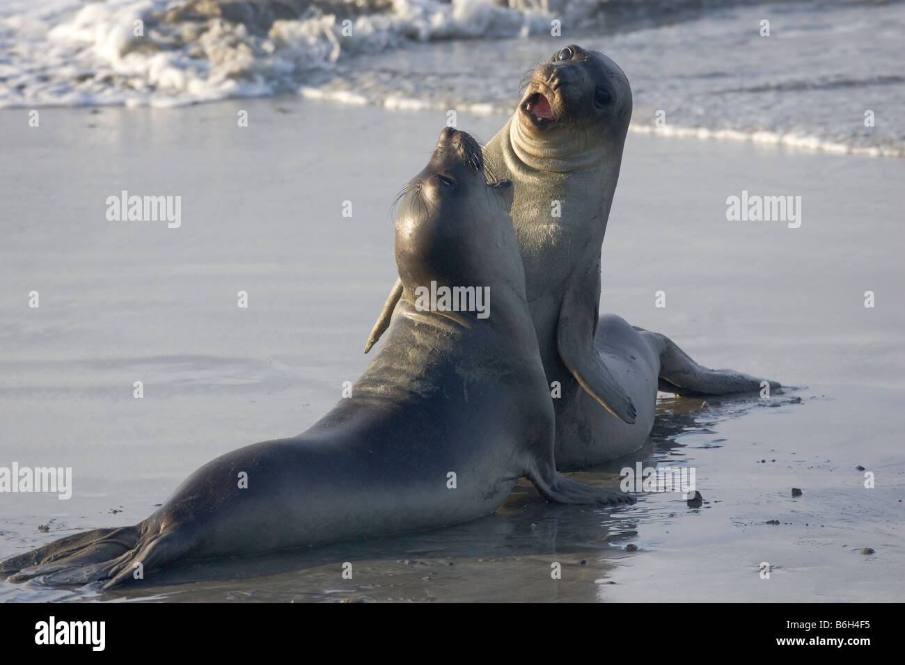 Elephant Seals Fighting Stock Photo