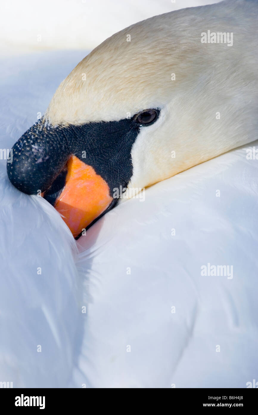 Mute swan, England, UK Stock Photo Alamy
