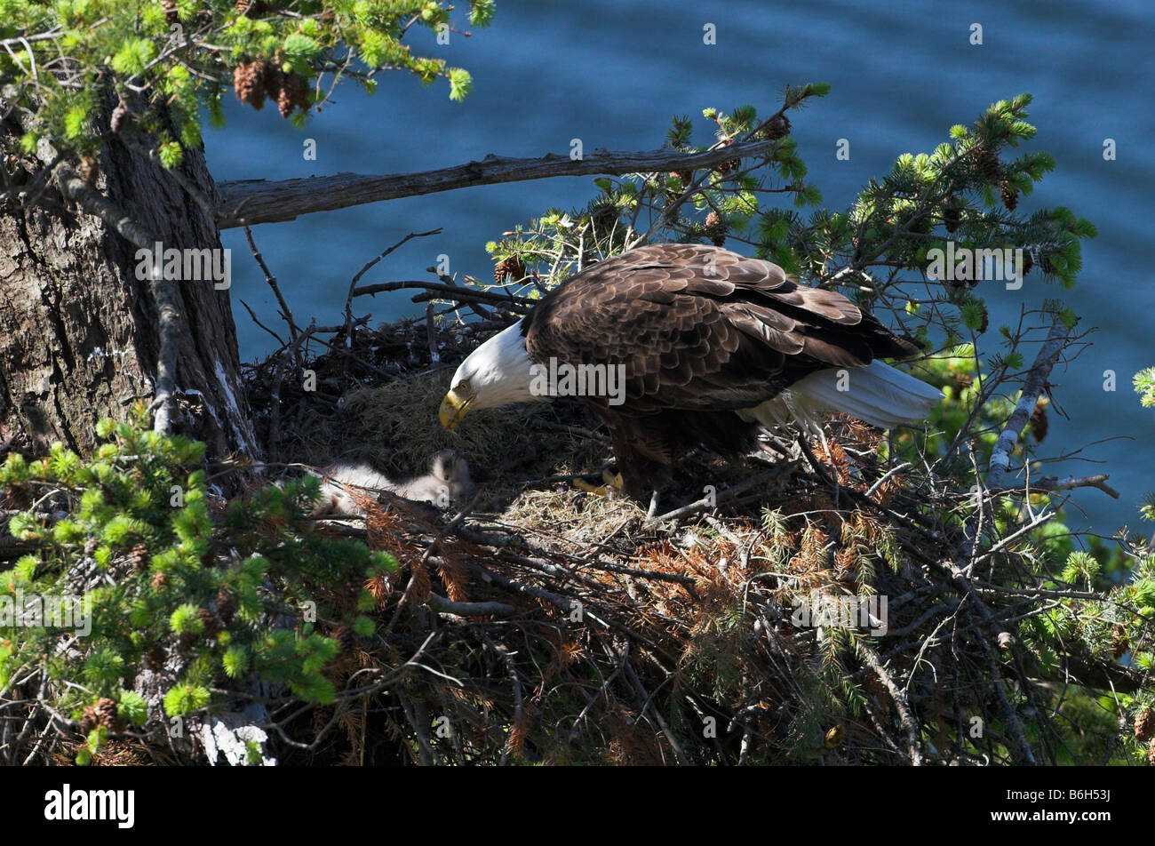 Bald Eagle Haliaeetus leucocephalus on nest feeding young eaglets at Denman Island BC in May Stock Photo