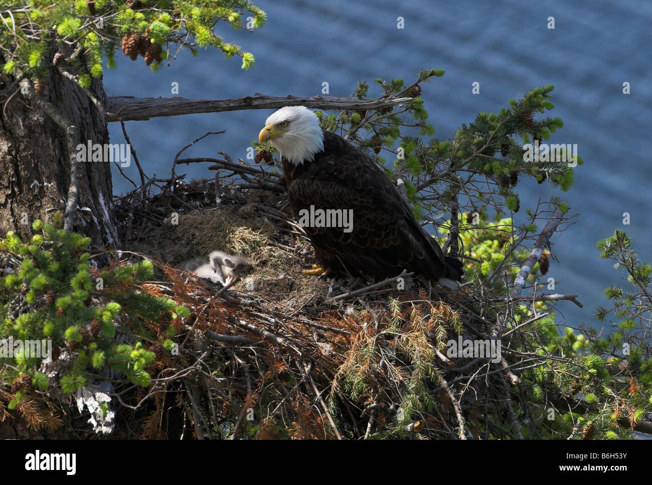 Bald Eagle Haliaeetus Leucocephalus On Nest Watching Over Young Eaglets ...