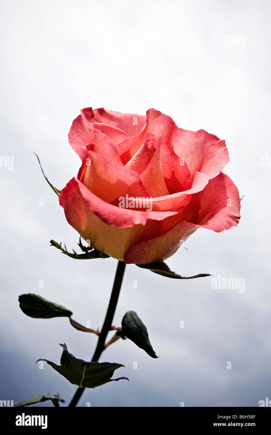 Beautiful and romantic pink rose in high contrast color Stock Photo - Alamy