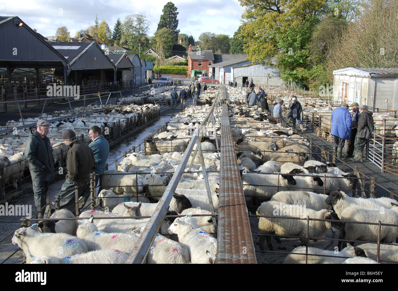 Livestock auction hi-res stock photography and images - Alamy
