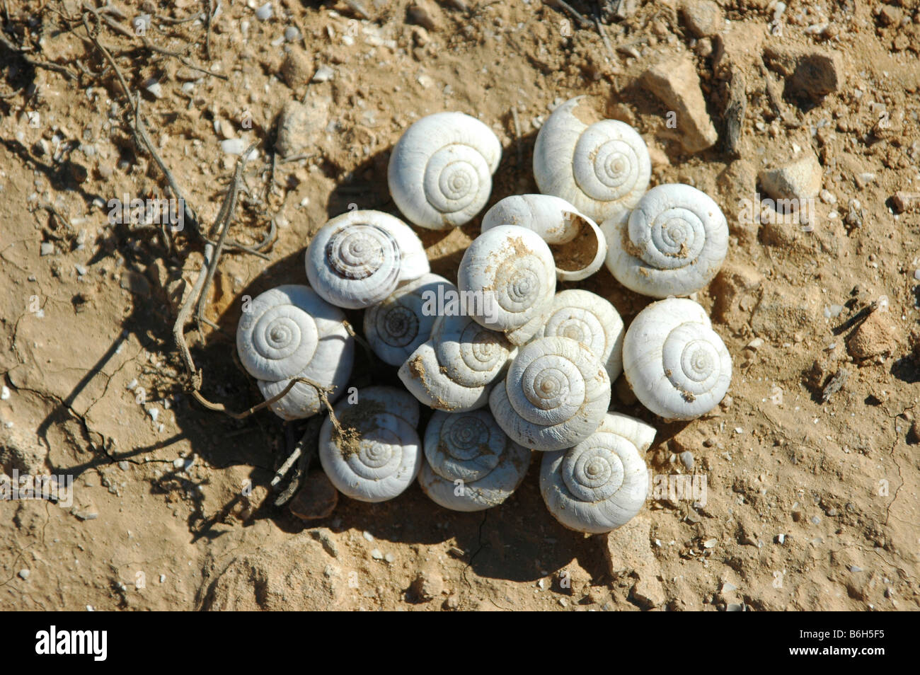 Israel Negev plains A pile of snail shells Stock Photo Alamy