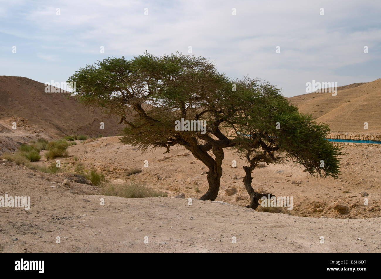 Lonely tree in Judea Desert,Israel,Asia Stock Photo Alamy