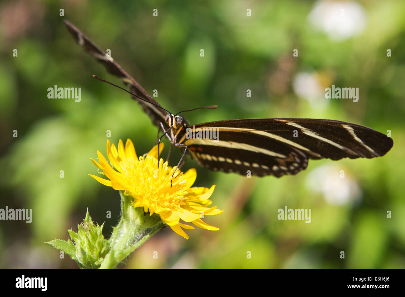 Zebra Longwing Butterfly, Heliconius charitonius, Florida's State