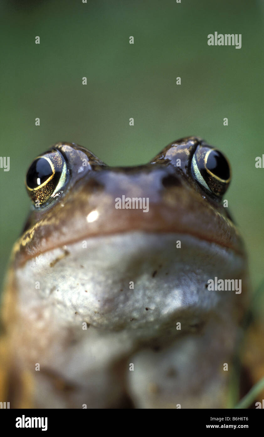 Common Frog UK Rana temporaria Stock Photo Alamy